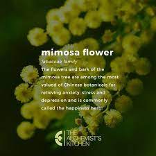 5 Herbs To Bring More Joy Into Your Life The Alchemist S Kitchen Mimosa Flower Medicinal Herbs Herbs