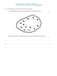A typical animal cell worksheet. 4 1 Cell Structure 1b Igcse 9 1 Edexcel Biology Pdf
