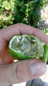 Maybe you would like to learn more about one of these? Witt Green Pod Found On A Vine With Purple And Yellow Flowers Seeds Taste Sweet And Tart Halp Reddit Whatisthisthing