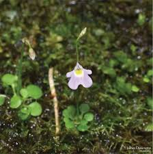 Image result for Lentibulariaceae