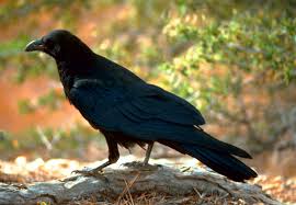 It is composed of four villages: 60 De Lucruri Pe Care Nu Le Stiai Despre Ciori Corbi Descopera Ro