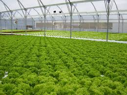 Maybe you would like to learn more about one of these? An Easy 30 Day Hydroponic Lettuce System Homemade Grow Lights Garden Greenhouse