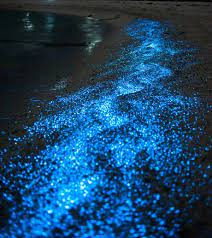 Enter Image Description Here Maldives Sea Of Stars Beach At Night Sea Of Stars