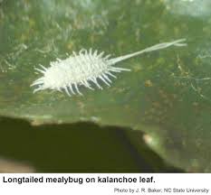 Image result for Mealybug cucumber