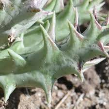 Image result for Orbea knobelii