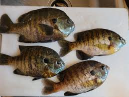 We did not find results for: Fly Fishing For Dinner 7 9 Bluegill To Be Made Into Tacos A Few Nights Ago Fishing