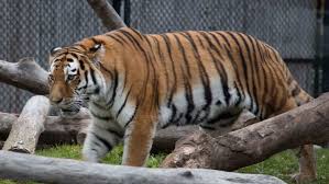 And 6:30 p.m., monday to friday. Meet Kira And Vasili 2 New Additions To The Toronto Zoo S Big Cat Family Cbc News