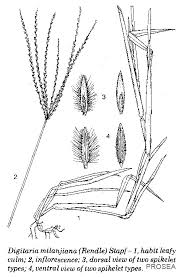 Image result for Digitaria milanjiana