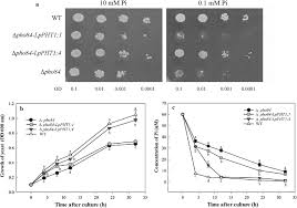 Functional complementation of Pi-uptake-deficient Δpho84 mutant. a The... |  Download Scientific Diagram
