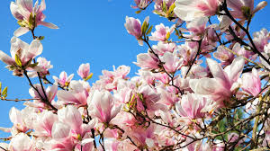 Image result for Magnolia