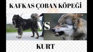 Kafkas Kurt Bogus Youtube Video Izle Indir