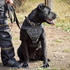 Ancak saf bir ırk değildir. Harness For Bandog Mastiff Training 68 8