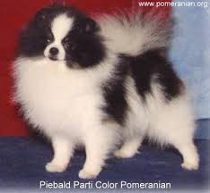 Piebald Parti Color Pomeranian Pomeranian Colors Pomeranian Dog Pomeranian Puppy