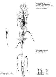 Image result for Andropogon lima