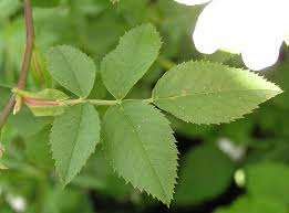 Image result for leaf