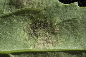 Image result for peronospora grapevine