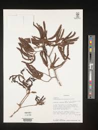 Image result for Brachystegia microphylla