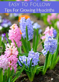 We did not find results for: Are You Planting Hyacinth Bulbs This Fall Use These Gardening Tips For Growing Hyacinths To Grow Beautifu Spring Garden Flowers Hyacinth Flowers Flower Garden