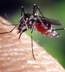Kempen no aedes no dengue di johor fm permata selatan. Dengue Main