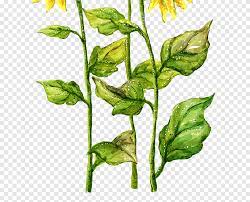 Sunflowers illustration, common sunflower graphy, sunflower, flower arranging, sunflower png. Common Sunflower Drawing Painting Sunflower Leaf Branch Png Pngegg
