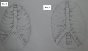 Hand drawn line art anatomically correct human ribcage. How To Draw The Rib Cage 7 Easy Steps