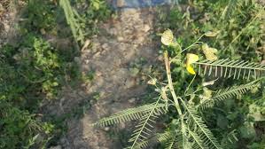 Image result for Sesbania pachycarpa