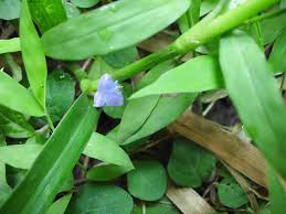 Image result for Cyanotis axillaris