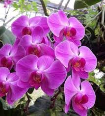 Berikut adalah beberapa gambar bunga anggrek kartun yang sangat cantik. Jual Jenis Bunga Anggrek Phalaenopsis Pink Toko Bungaku