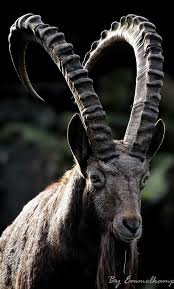 Check spelling or type a new query. Interesting Facts About The National Animal Of Pakistan Paki Holic