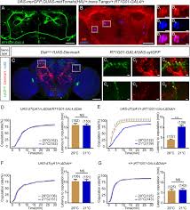 Drosulfakinin signaling modulates female sexual receptivity in Drosophila |  eLife