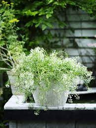 Fiori bianchi in vaso di ceramica sulla parete scura. Pianta Da Giardino Con Fiori Bianchi In Vaso Bianco Estate Colore Bianco Stock Photo 167864464