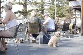 Wayfair.com has been visited by 1m+ users in the past month Pupsy Dog Friendly Bar Central Coast Nsw The Facebook
