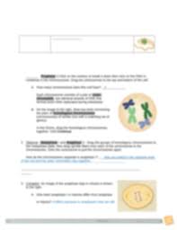 This student exploration meiosis gizmo answer key enables us know that true strength will not come. Meiosisse A B Docx Name Date Student Exploration Meiosis Vocabulary Anaphase Chromosome Crossover Cytokinesis Diploid Dna Dominant Gamete Genotype Course Hero