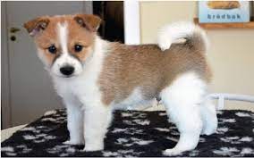 Norrbottenspets are not large dogs but their tough, sinewy bodies are built to withstand punishing terrain and harsh climates. All About Norrbottenspets Dog Breed Origin Behavior Trainability Facts Puppy Price Color Health
