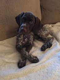Gsp Puppy German Shorthaired Pointer Dog Gsp Puppies German Shorthaired Pointer