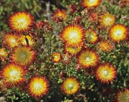 Image result for Chascanum schlechteri