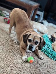 Image result for puggle