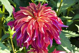 Les Plus Belles Varietes De Dahlias Label Rouge Dahlia Fleurs Rouges Detente Jardin