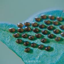 Two of the most common plants that repel squash bugs are nasturtiums and white icicle radishes. How To Control Squash Bugs Naturally The Rustic Elk