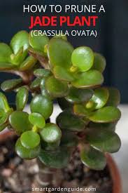 Watch the video explanation about jade plant (pruning to reduce size and encourage branching) online, article, story, explanation, suggestion, youtube. How To Prune A Jade Plant Crassula Ovata Smart Garden Guide Jade Plants How To Prune A Jade Plant Crassula Ovata
