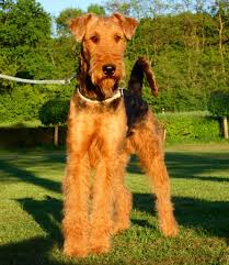 These feisty dogs were bred to hunt vermin of any size or shape. Black Tan Airedale Terrier Zuchter Aus Ibbenburen