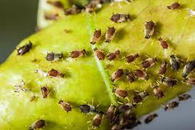 There are plenty of aphid killer options available, and they'll knock out your aphid issue in a hurry without having to resort to pruners. Best Insecticide For Your Vegetable Garden Hydroponics Wholesale