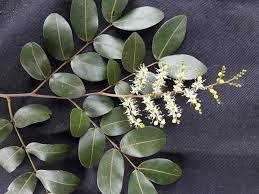 Image result for Copaifera