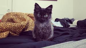 Fundraiser by Denver Olmstead : Please Help Lady Echo & Cat King Cole fight  FIP