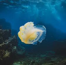 Maybe you would like to learn more about one of these? Cabbage Head Jellyfish Fish Pet Cabbage Head Under The Sea