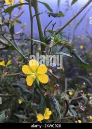 Image result for Ludwigia leptocarpa