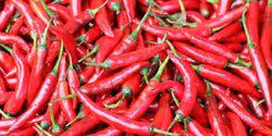 Savesave cara menanam cili cara mudah for later. Cara Menanam Cabe Yang Pasti Berhasil Hanya Dengan Enam Langkah Mudah Merdeka Com