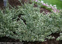 No returns or exchanges on live plants. How To Grow And Care For Euonymus Plus Alternatives Hgtv
