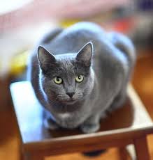 7 Best Cat Breeds For Families Best Cat Breeds Hypoallergenic Cats Russian Blue Cat