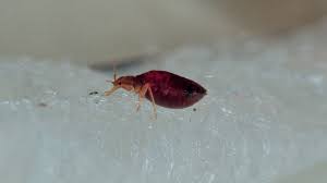 Image result for Bed Bug